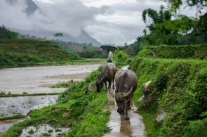 By Luxury Limousine : Sapa 3 Days - 2 Nights Stay In Hotel