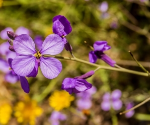 Bo Kho – Vietnamese Beef Stew In Saigon At Bò Kho Út Nhung
