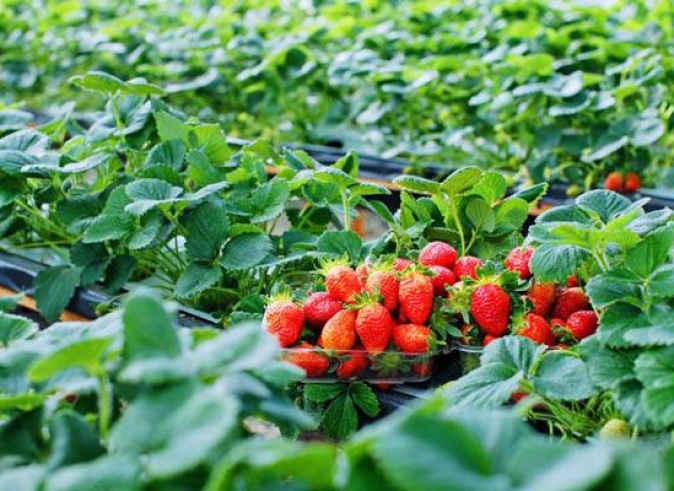 foody-mobile-hmb-dau-t-jpg-253-635592738112636089