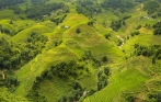 sapa_terrace_rice_field