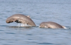 kratie_dolphins_tour