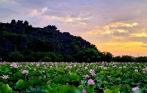 Lotus Lake