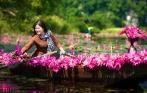 Water Lilies 