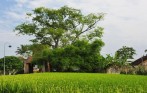 duong-lam