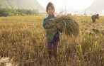 rice_farm_in_mai_chau