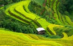ha-giang-rice-field-trekking