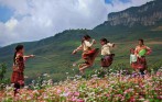 hoa_tam_giac_mach_ha_giang