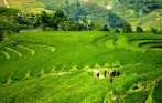 ban_ho_village_sapa