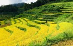 golden_rice_in_sapa