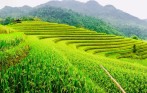 green_rice_field_in_sapa