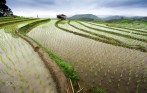 sapa_rice_field