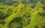 sapa_terrace_rice_field