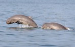 kratie_dolphins_tour