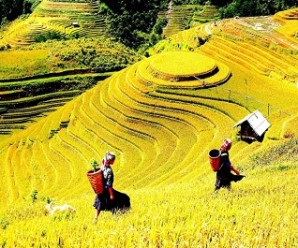 Japan tours appeal to Vietnamese tourists