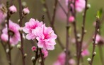 Peach-flower-background-