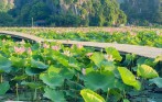 Lotus Flower