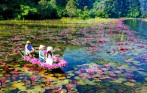 Water Lilies 