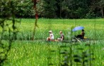 Green Rice Paddies