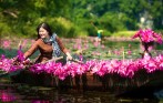 Water Lilies 
